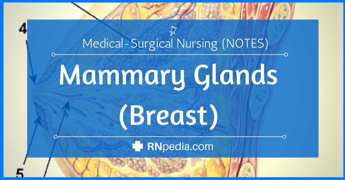 Mammary Glands (Breast) - RNpedia